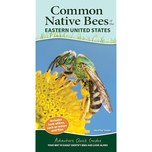 Bees: An Identification and Native Plant Forage Guide: Heather N